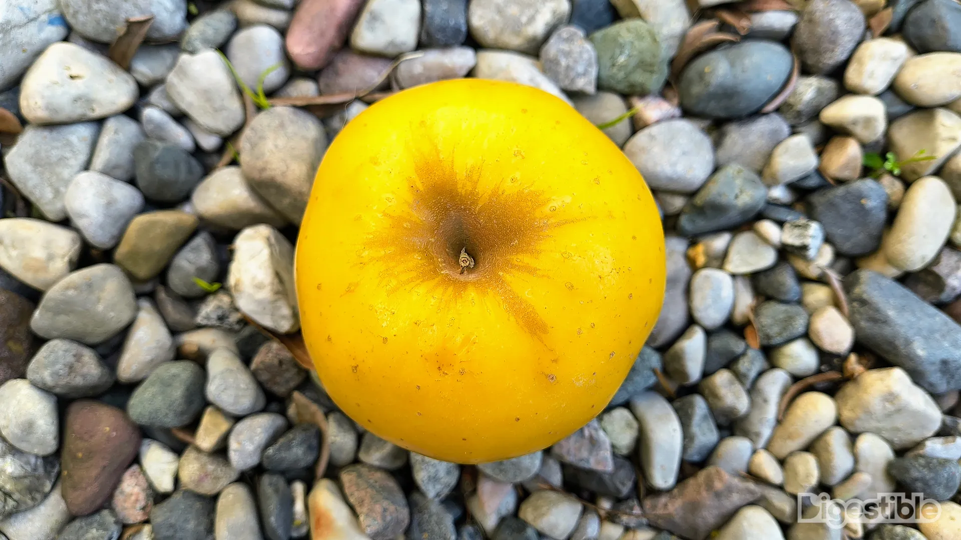 Top down of a yellow apple with brown skin around the stem.